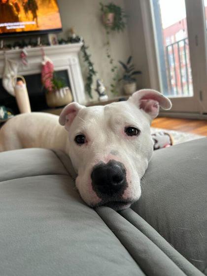 Enlarge Gideon, a ADOPTABLE mixed breed in Palatine, IL image 1/1