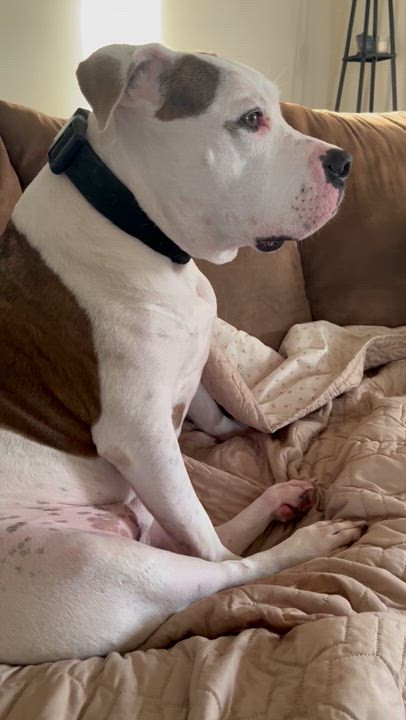 Enlarge Petey, an adoptable American Staffordshire Terrier in Cool, CA video 6/6