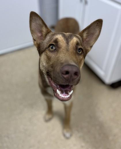 Remi, an adopted mixed breed in Bishop, GA image 5/6