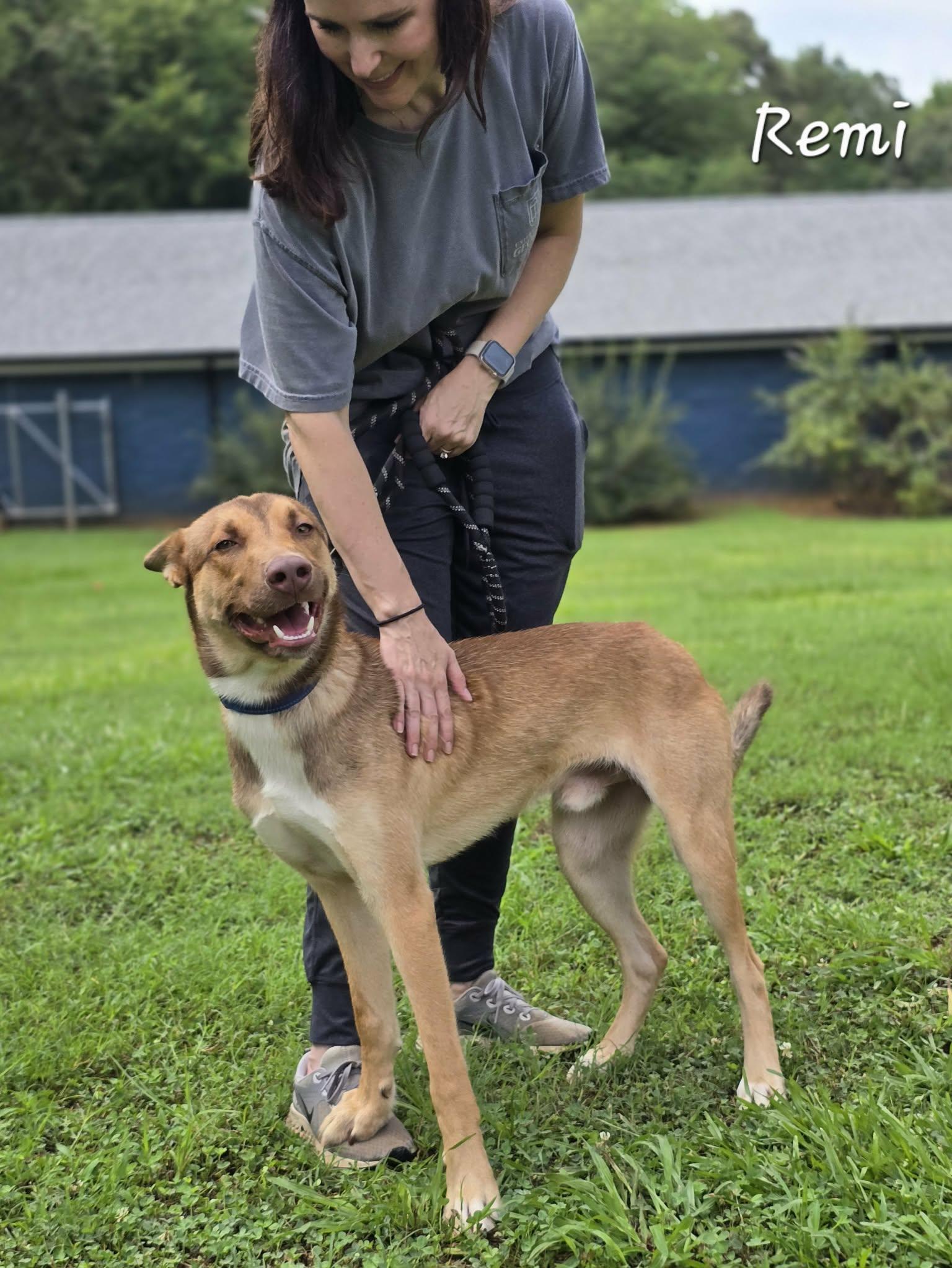 Remi, an adopted mixed breed in Bishop, GA image 2/6