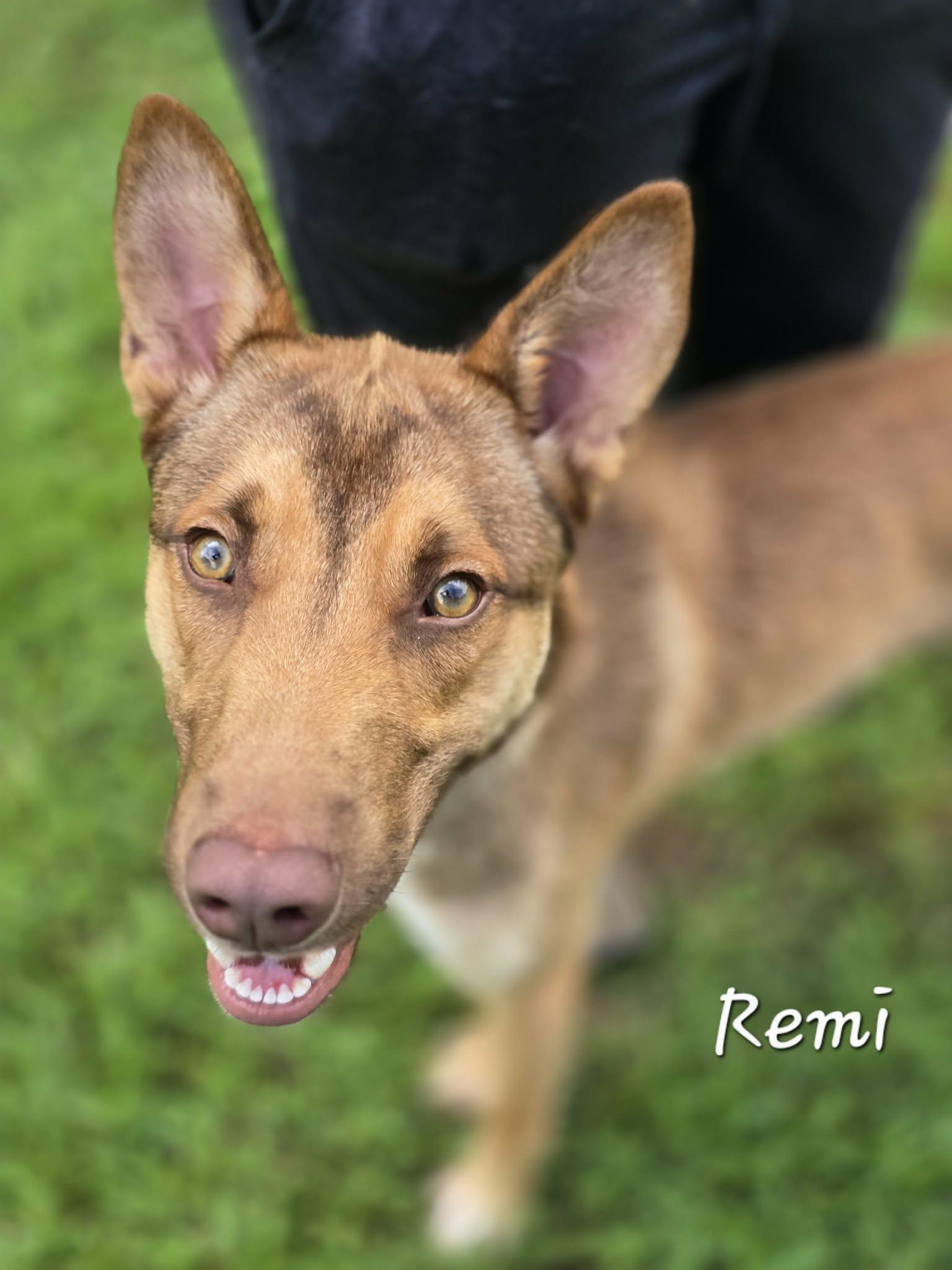 Remi, adopted, Young Male Shepherd.