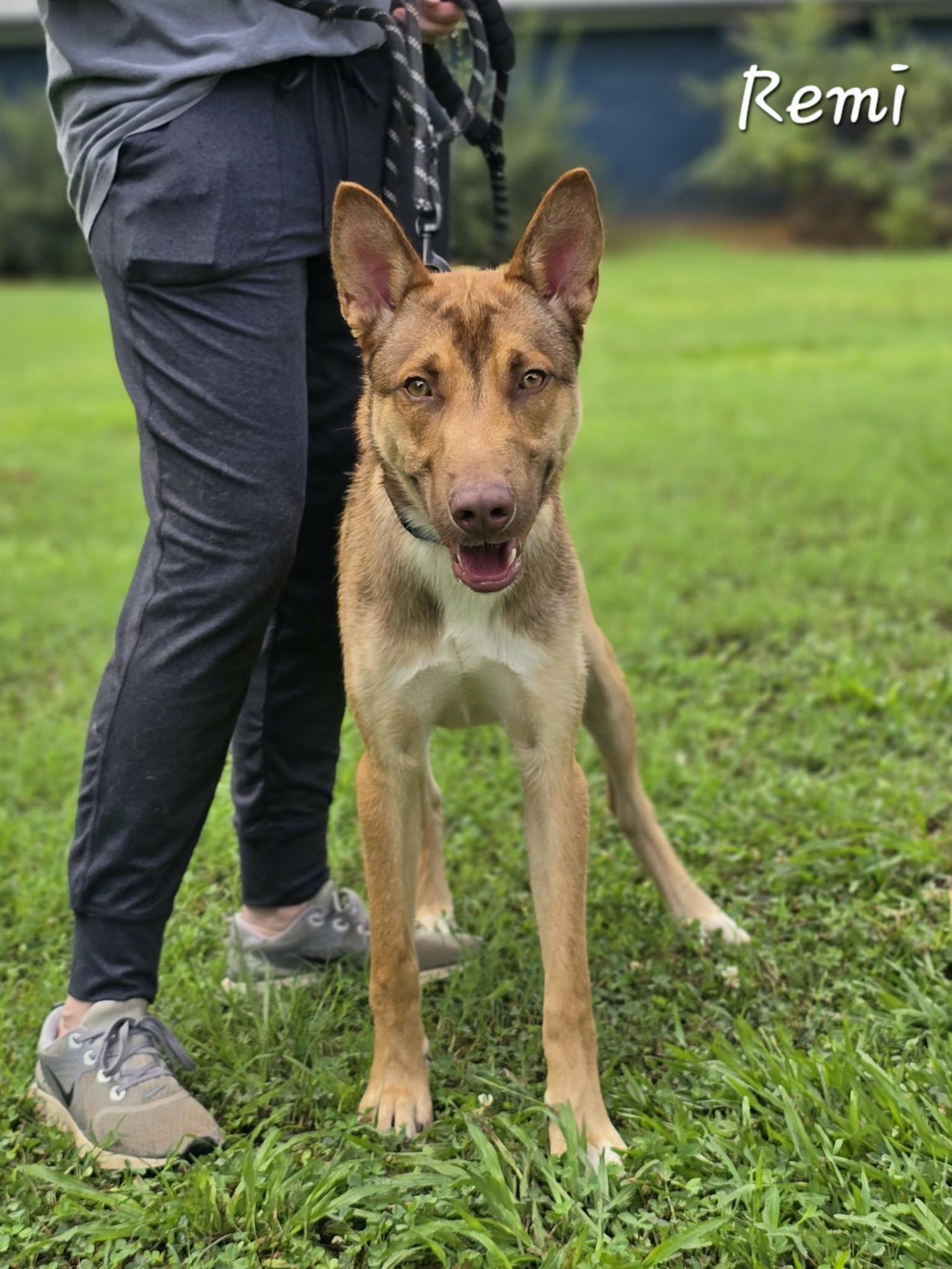 Remi, an adopted mixed breed in Bishop, GA image 4/6