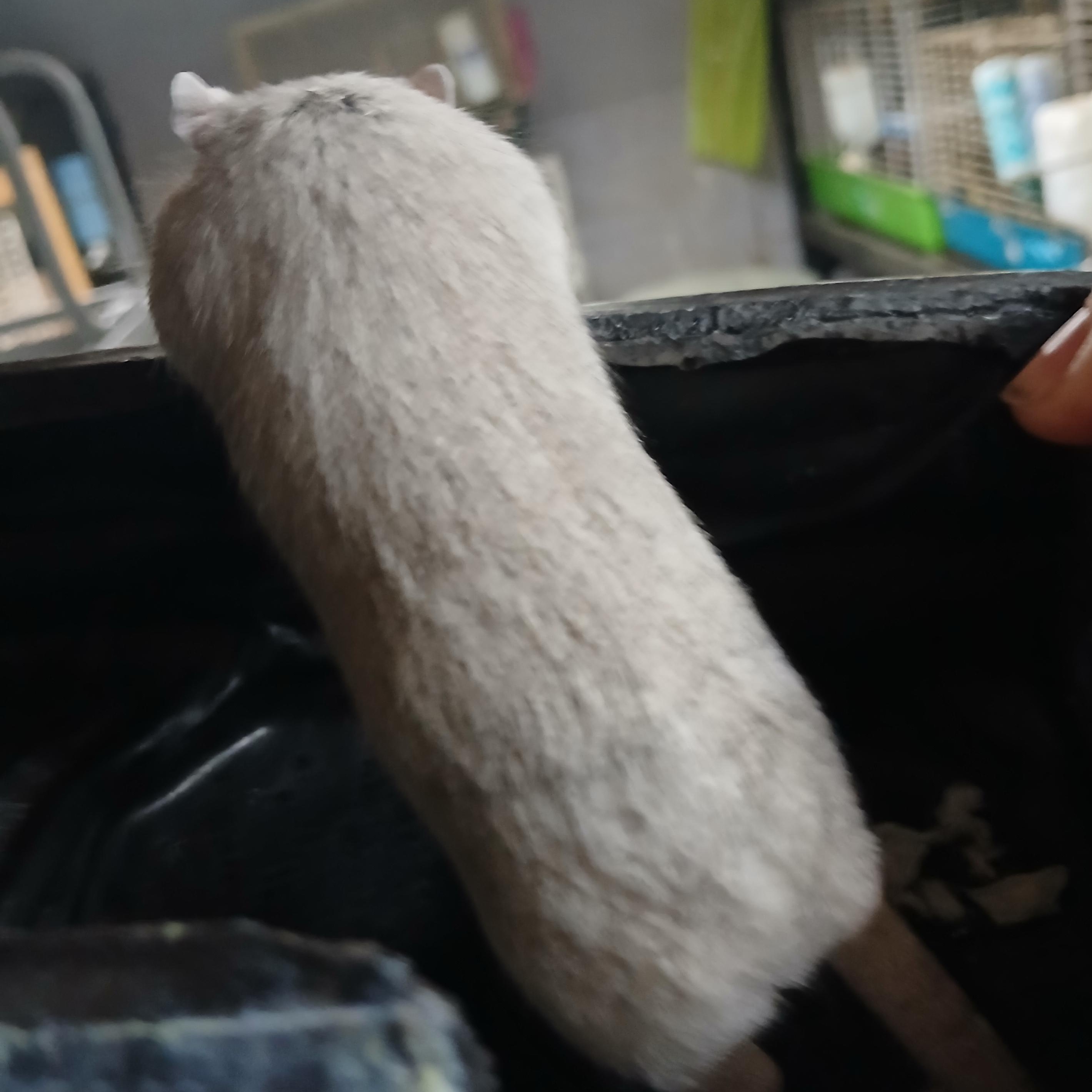 Enlarge Leslie, a Adopted Gerbil in Dearborn, MO image 3/4