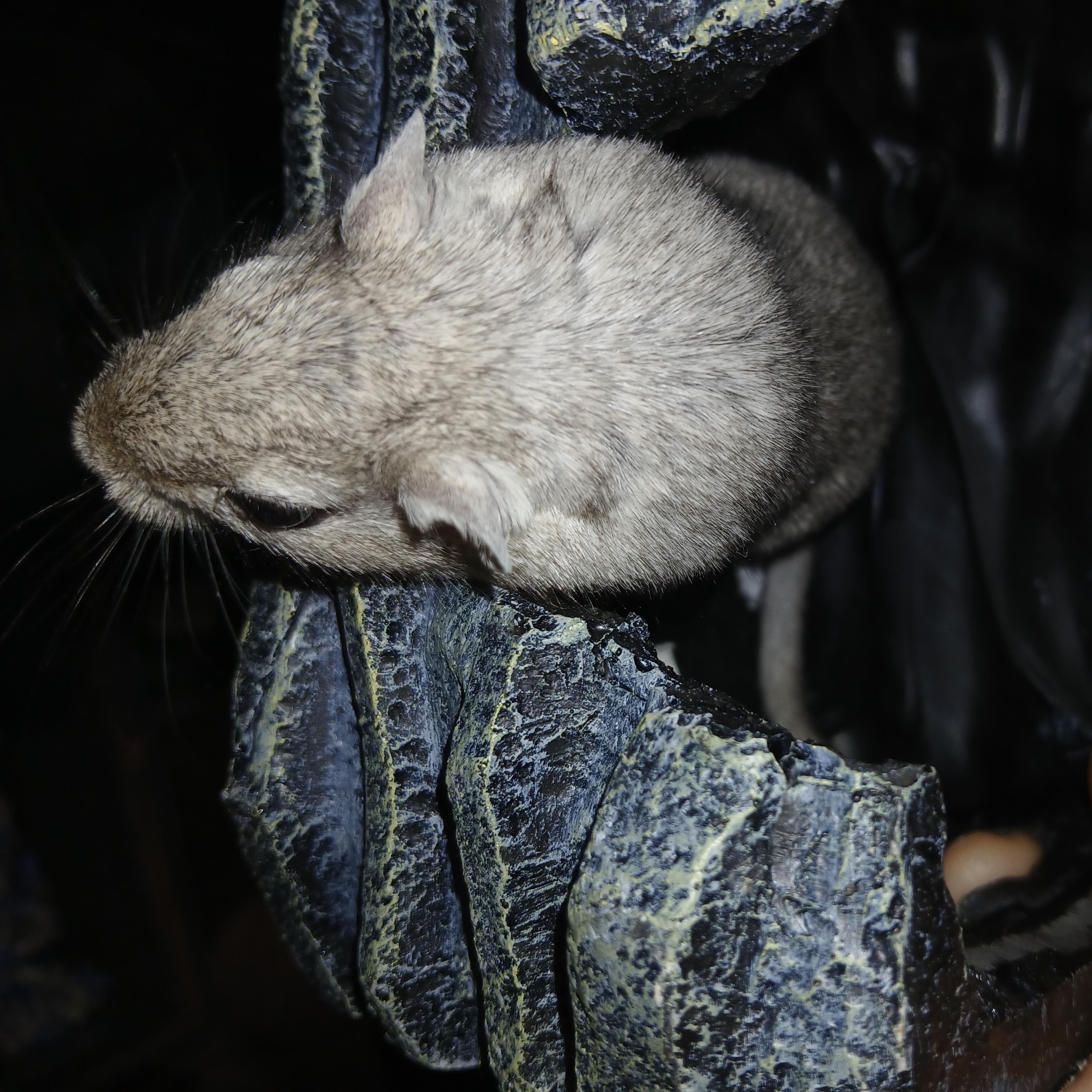 Leslie, Adopted, Adult Female Gerbil.