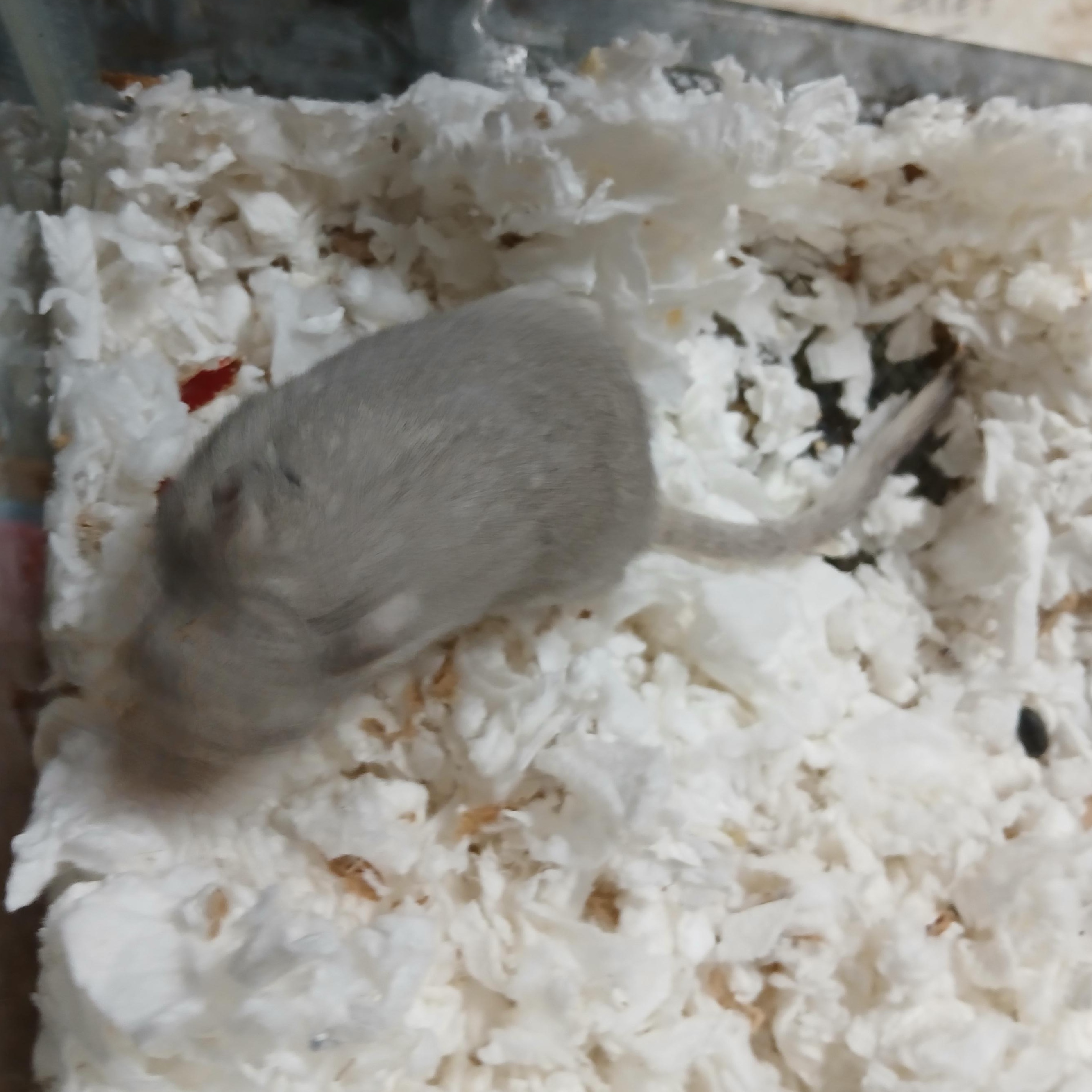 Enlarge Leslie, a Adopted Gerbil in Dearborn, MO image 2/4