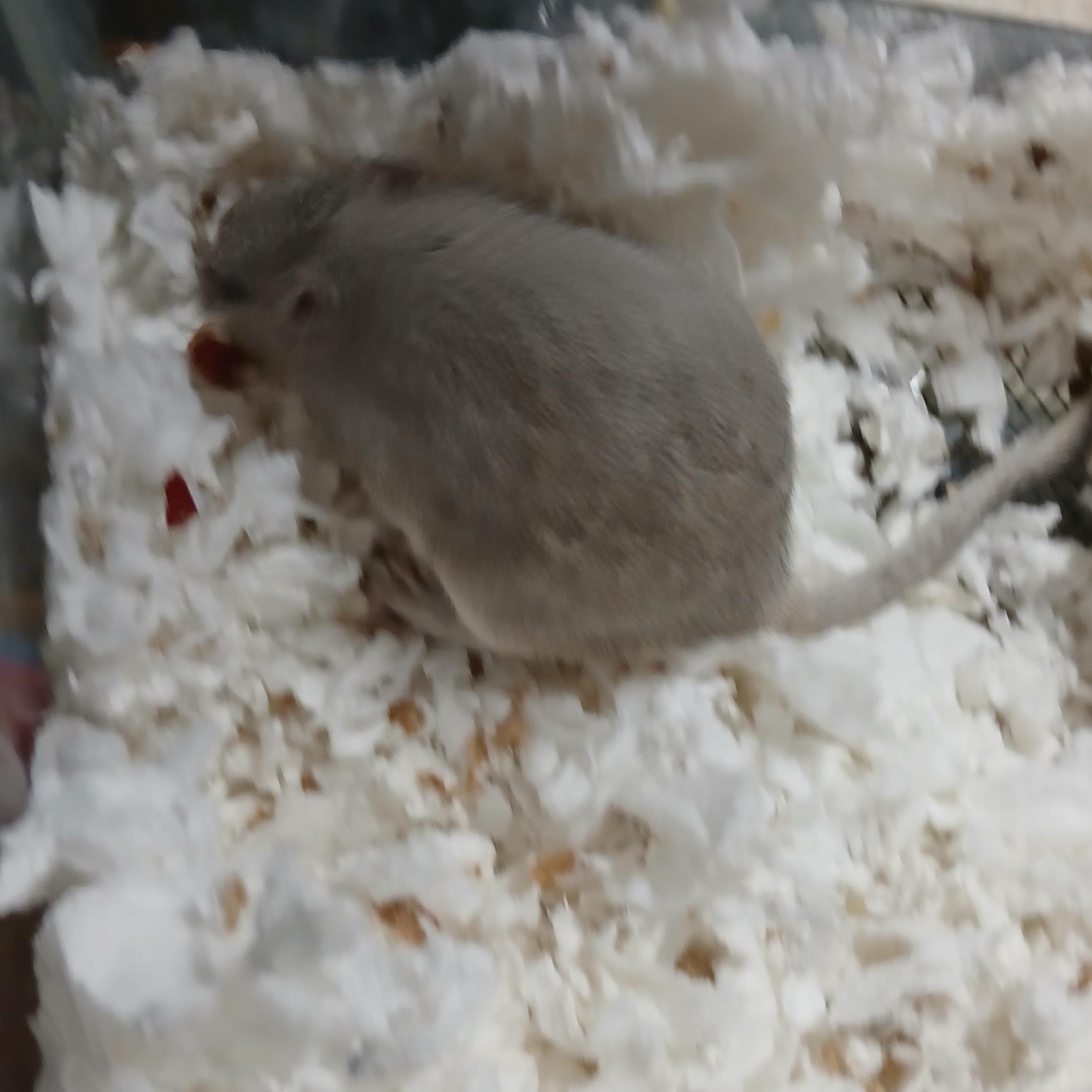 Enlarge Leslie, a Adopted Gerbil in Dearborn, MO image 4/4