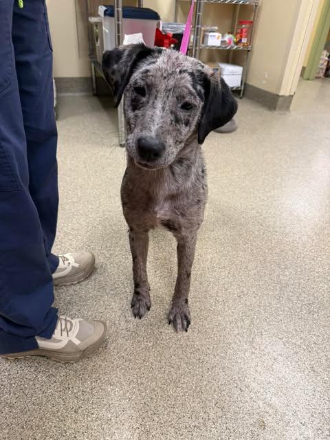 MARBLES, Adoptable, Young Female Catahoula Leopard Dog & Mixed Breed.