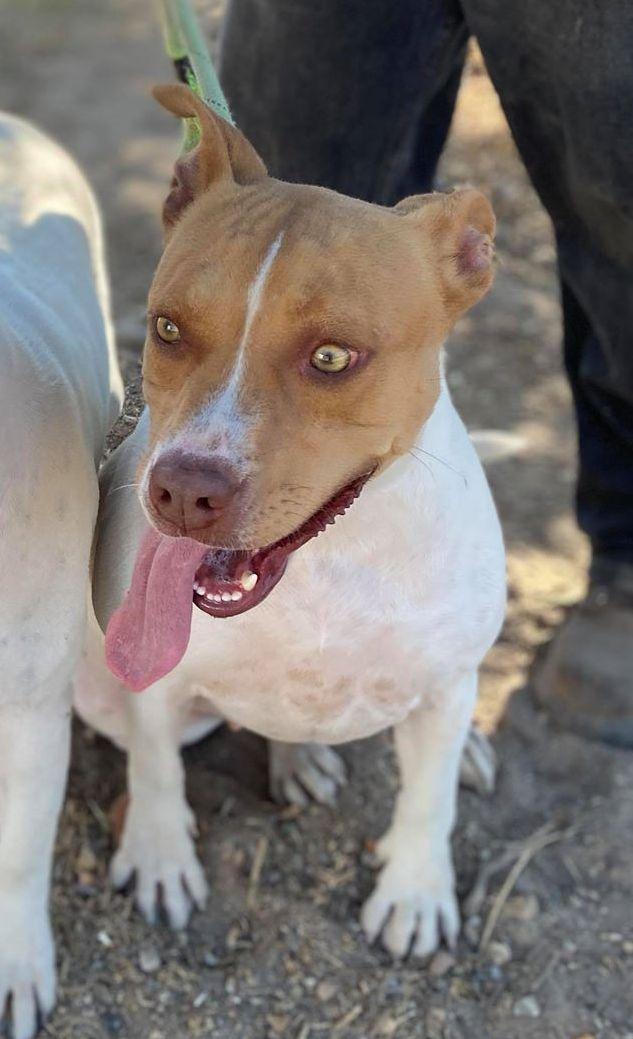 Sandy , a ADOPTABLE mixed breed in Davenport, IA image 5/6
