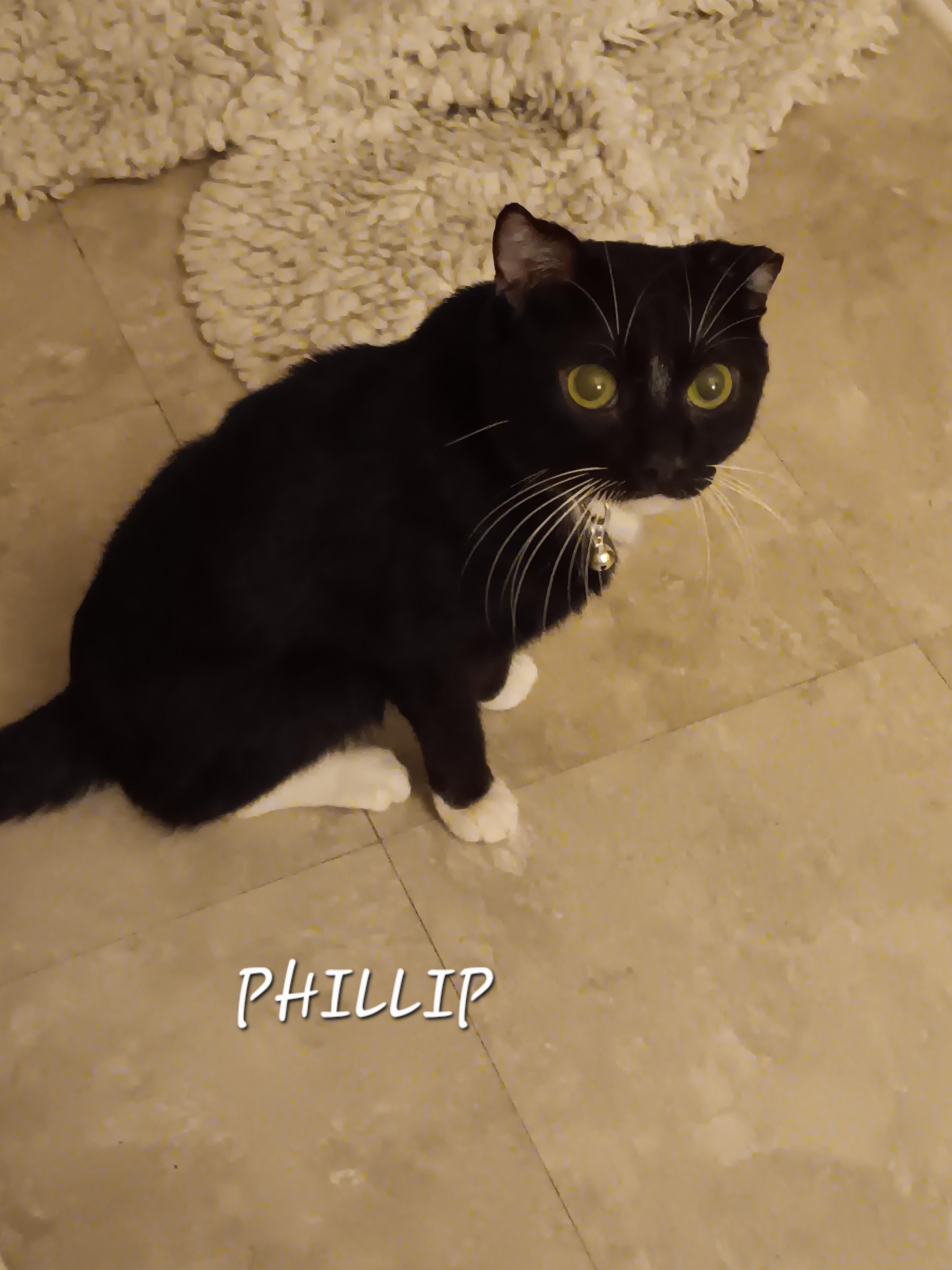Phillip, ADOPTABLE, Young Male Domestic Short Hair.