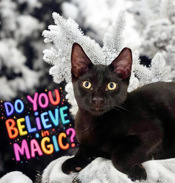 Magic, Adoptable, Kitten Male Bombay.