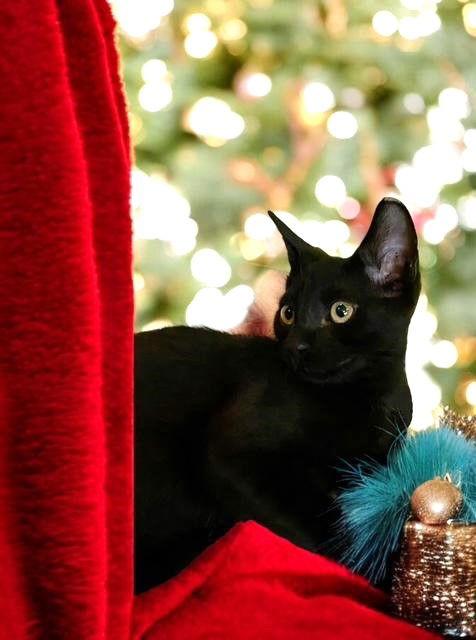 Magic, a Adoptable Bombay in Hallandale, FL image 2/3