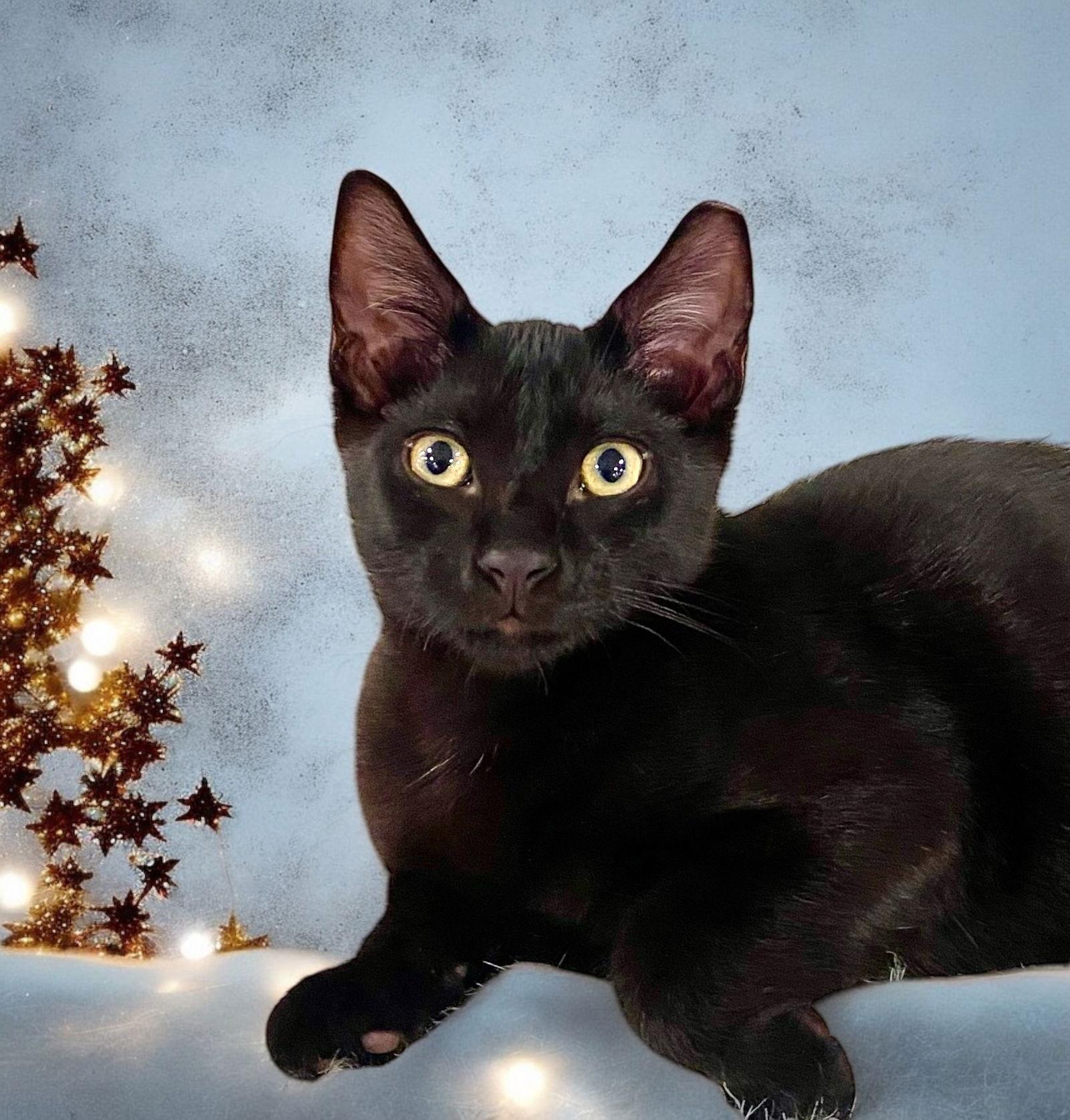 Magic, a Adoptable Bombay in Hallandale, FL image 3/3