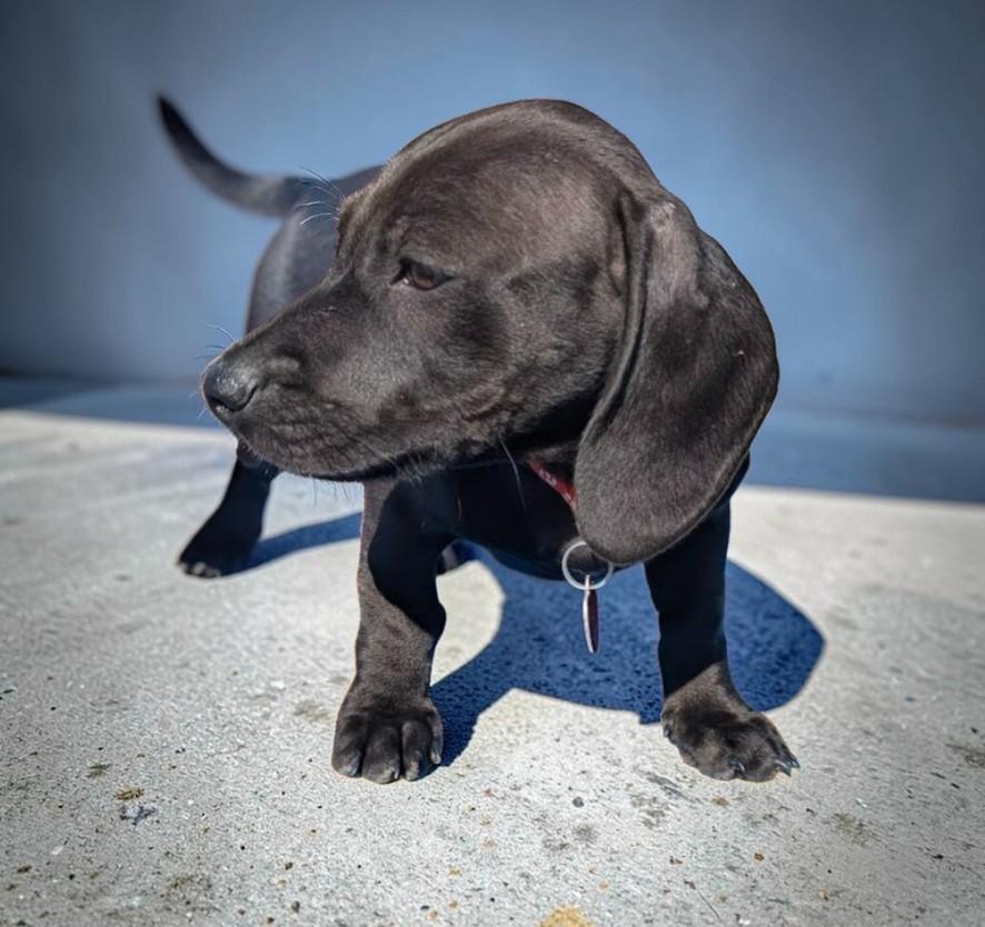 Enlarge DOUBLE DRIBBLE, an adopted mixed breed in Lincoln, NE image 2/5