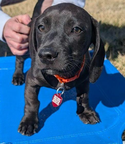 Enlarge DOUBLE DRIBBLE, an adopted mixed breed in Lincoln, NE image 4/5
