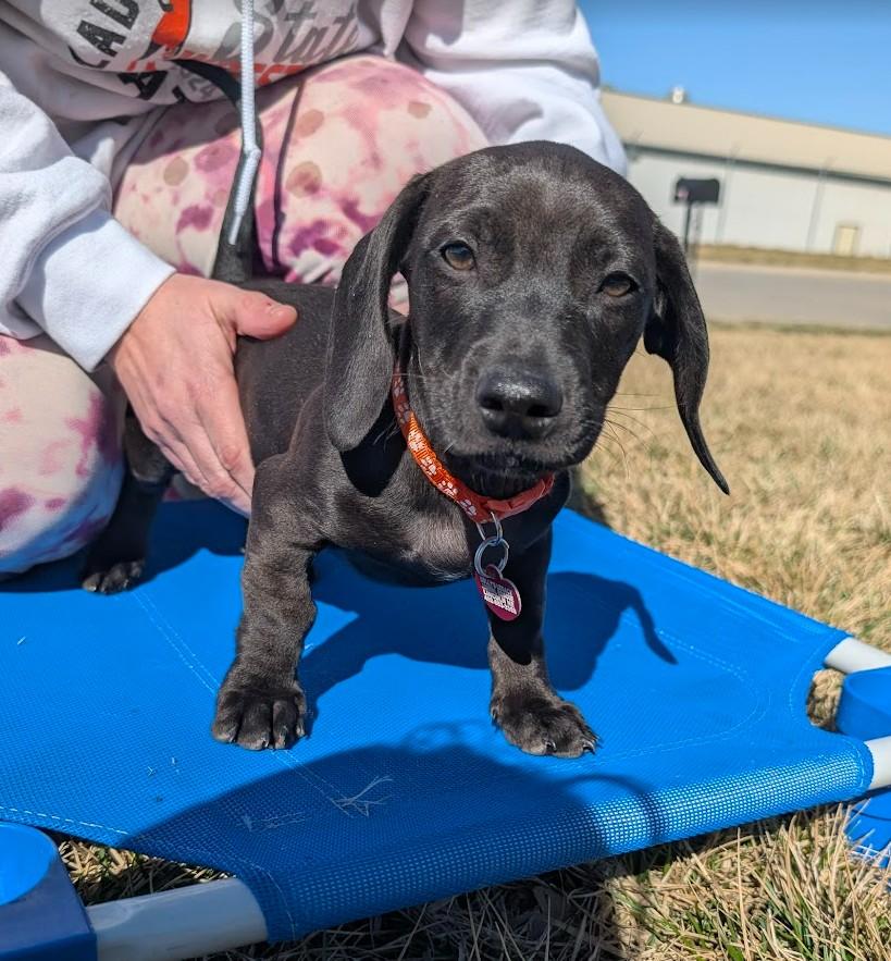 Enlarge DOUBLE DRIBBLE, an adopted mixed breed in Lincoln, NE image 3/5