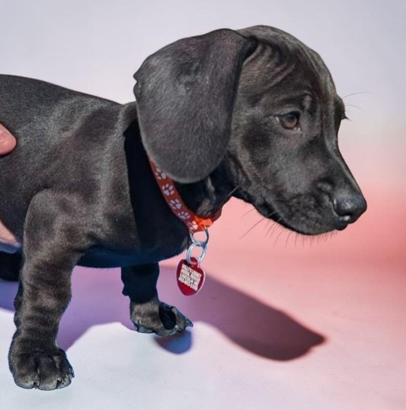 DOUBLE DRIBBLE, adopted, Puppy Male Dachshund.