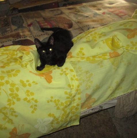 Black Beauty thumbnail 3