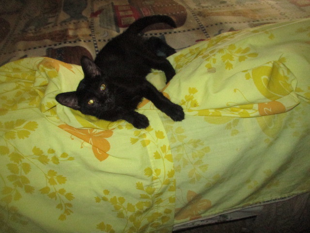 Black Beauty thumbnail 2