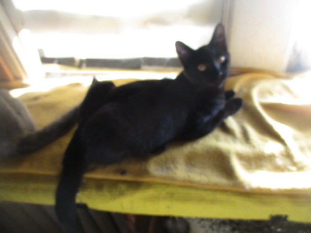 BLACK BEAUTY, Baby Female Domestic Short Hair