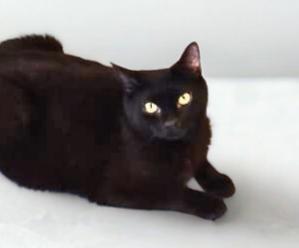 Kaia, Adoptable, Adult Female Domestic Short Hair.