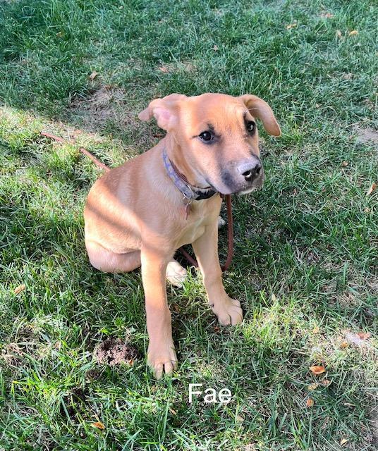 Enlarge Fae, a Adoptable mixed breed in Littleton, CO image 2/5
