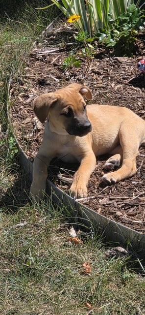 Enlarge Fae, a Adoptable mixed breed in Littleton, CO image 4/5