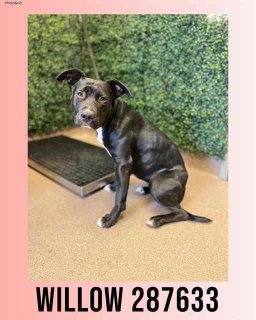 WILLOW, Adoptable, Young Female Labrador Retriever & Mixed Breed.