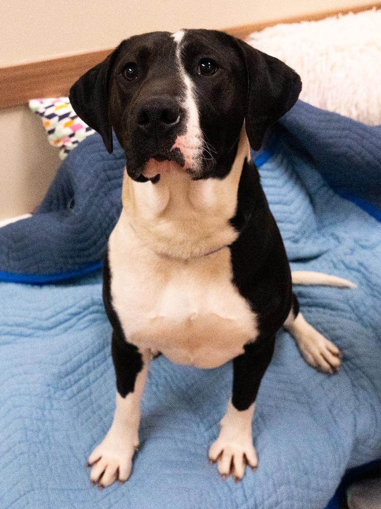 Michelangelo, Adoptable, Young Male Hound.