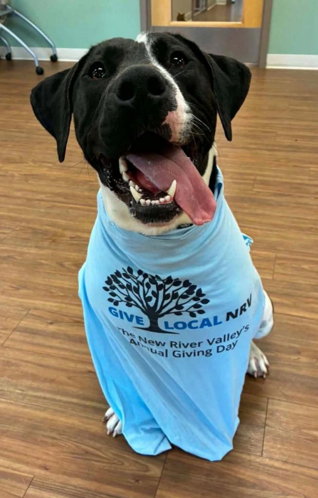 Michelangelo, a Adoptable mixed breed in Christiansburg, VA image 3/6