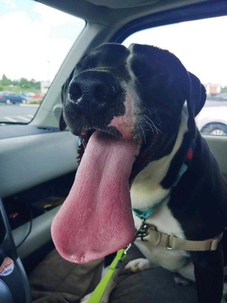 Michelangelo, a Adoptable mixed breed in Christiansburg, VA image 4/6