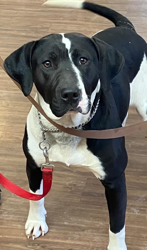 Enlarge Michelangelo, a Adoptable mixed breed in Christiansburg, VA image 2/3