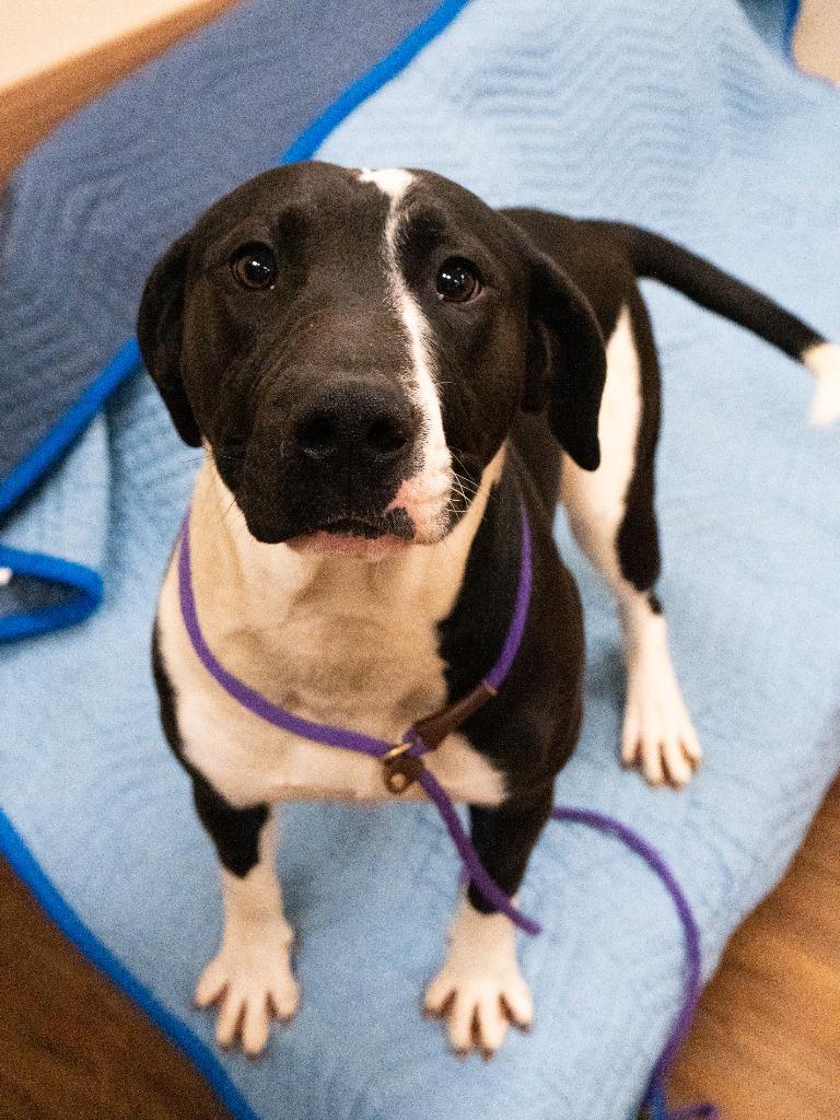 Enlarge Michelangelo, a Adoptable mixed breed in Christiansburg, VA image 3/3