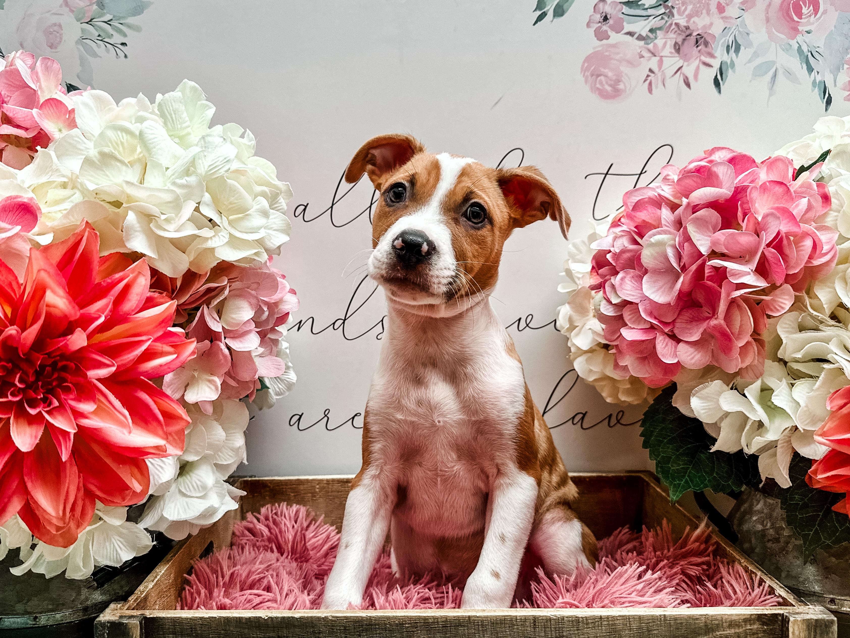 Arlo, a Adoptable mixed breed in Newberg, OR image 1/6