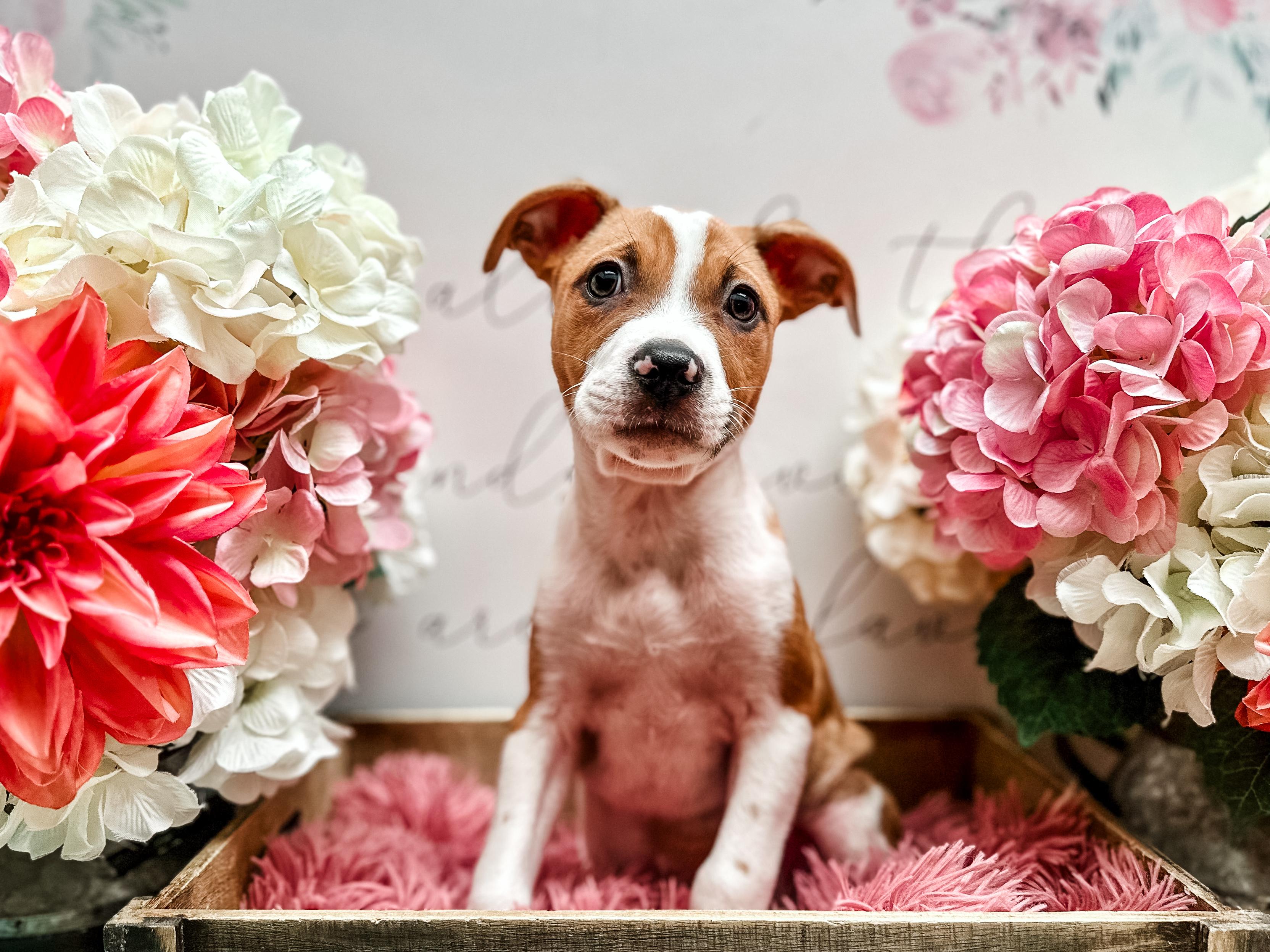 Arlo, a Adoptable mixed breed in Newberg, OR image 2/6