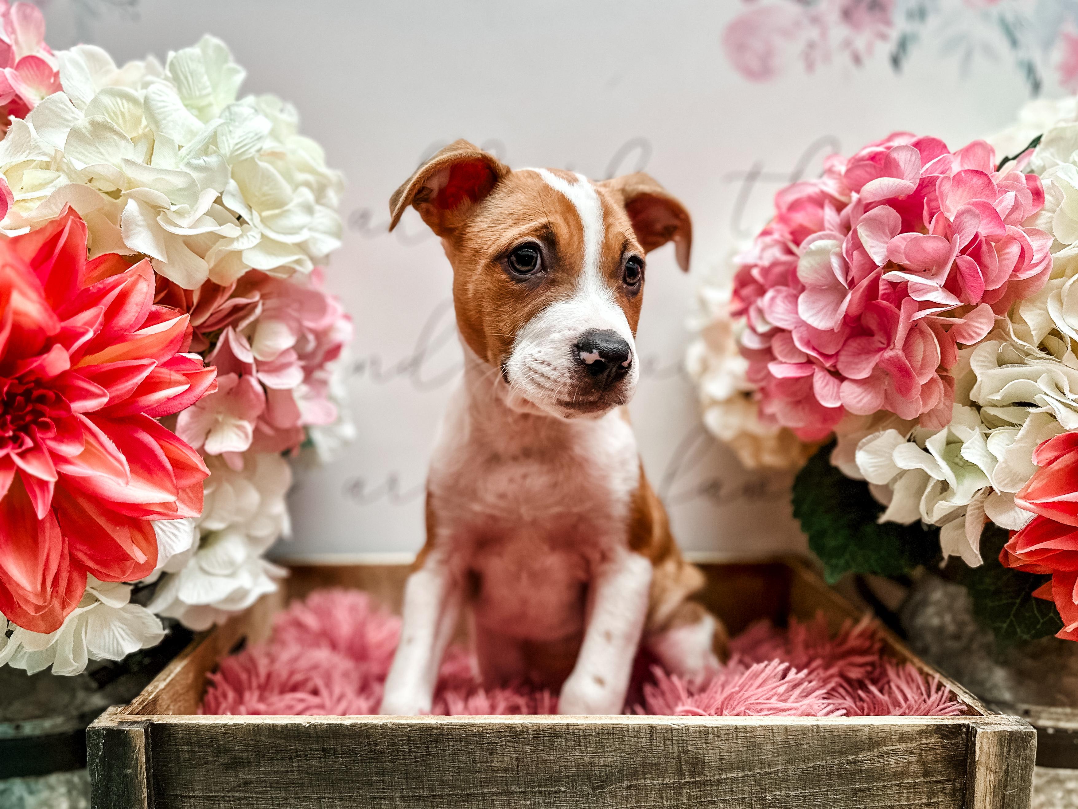 Arlo, a Adoptable mixed breed in Newberg, OR image 3/6
