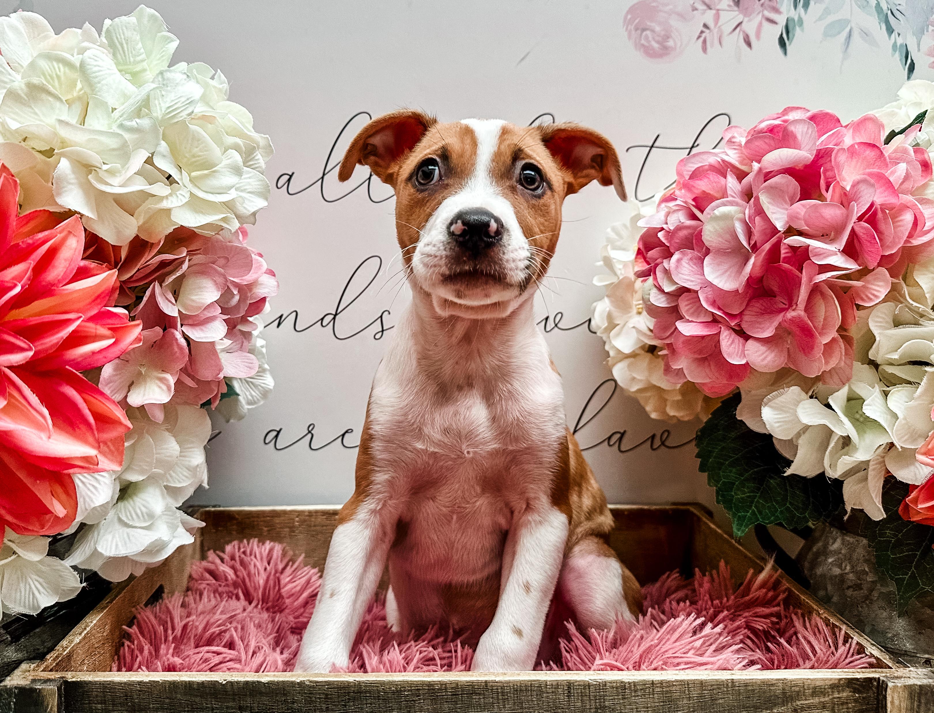 Arlo, a Adoptable mixed breed in Newberg, OR image 4/6