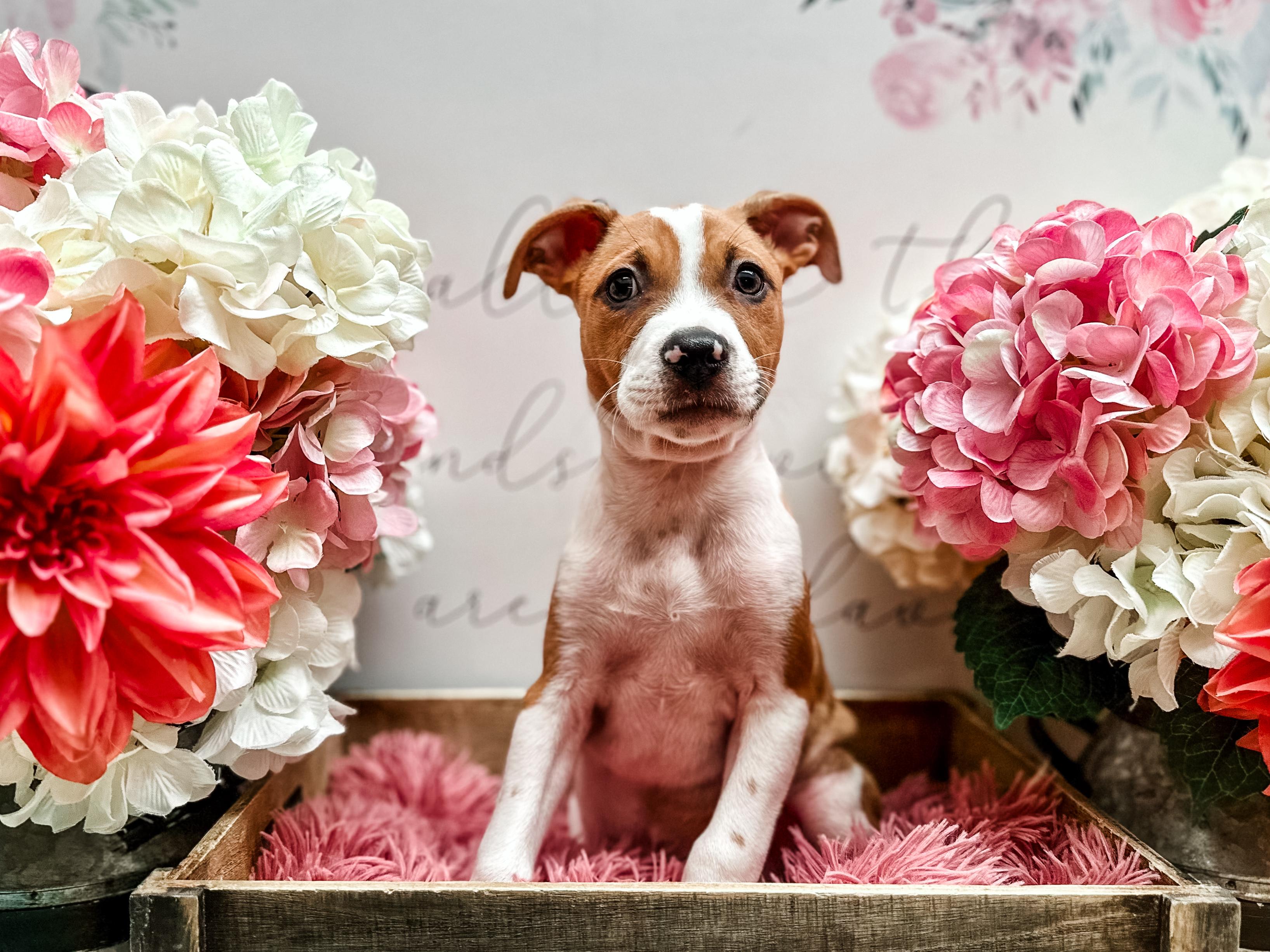 Arlo, a Adoptable mixed breed in Newberg, OR image 5/6