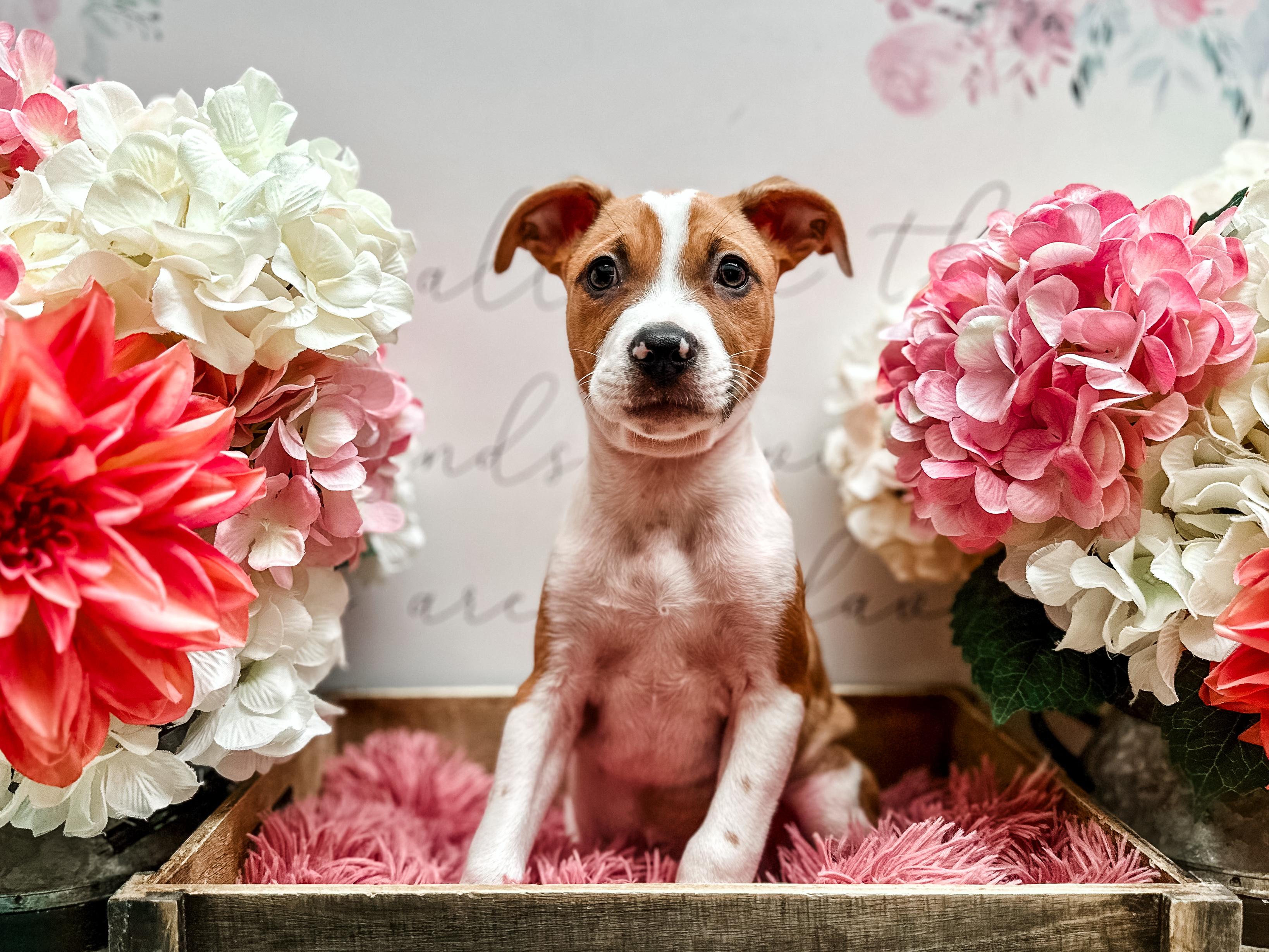 Arlo, a Adoptable mixed breed in Newberg, OR image 6/6