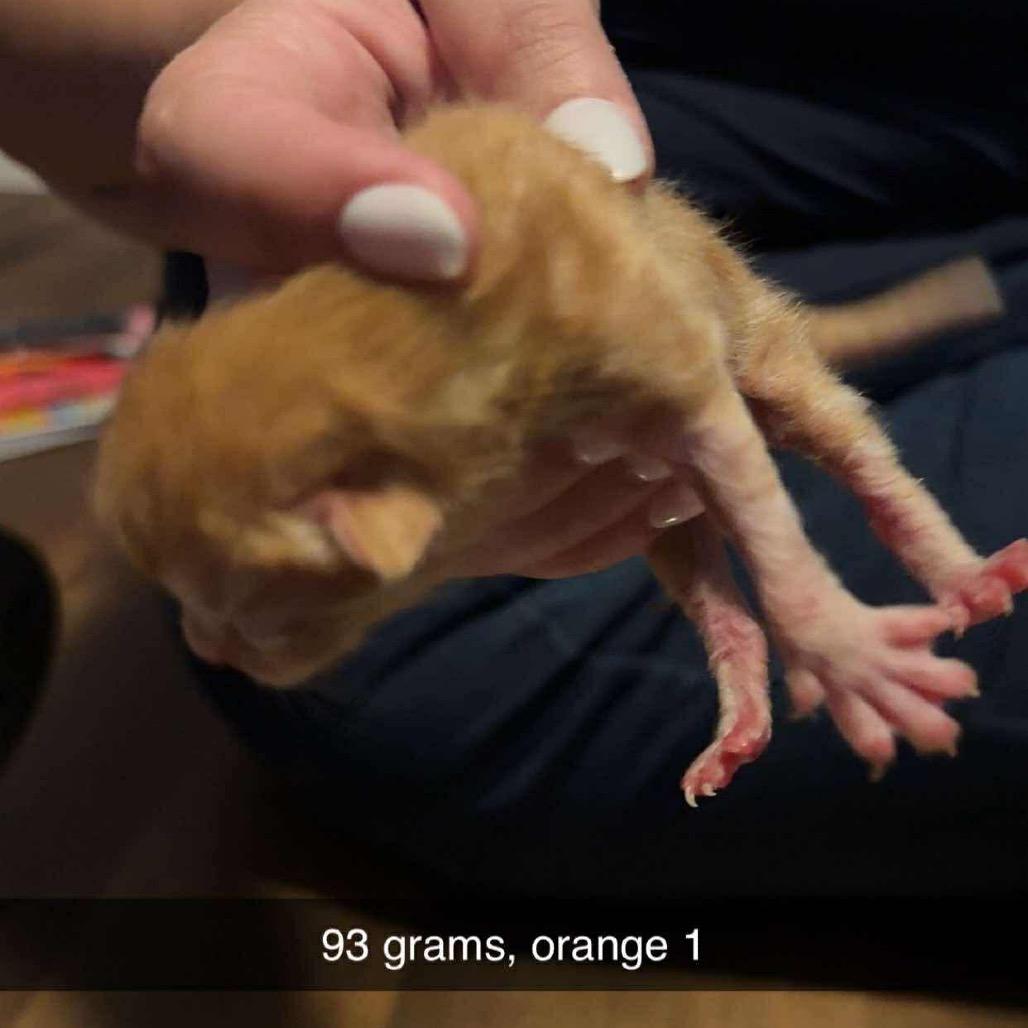 Enlarge Needham K4, a Adoptable Domestic Short Hair in Bangor, ME image 1/1