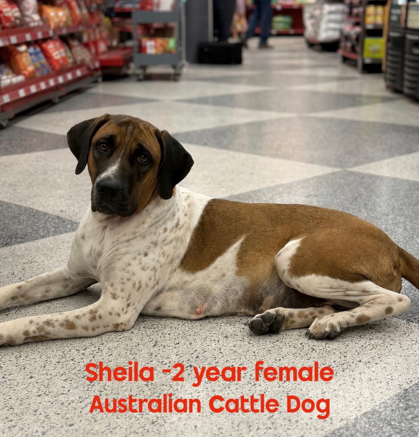 SHEILA - 2 YEAR FEMALE HEELER MIX - PETCO, 5011 E. RAY ROAD, PHX 85044 ON SATURDAY, JUNE 13th, 11-2P, a ADOPTABLE mixed breed in Mesa, AZ image 1/3