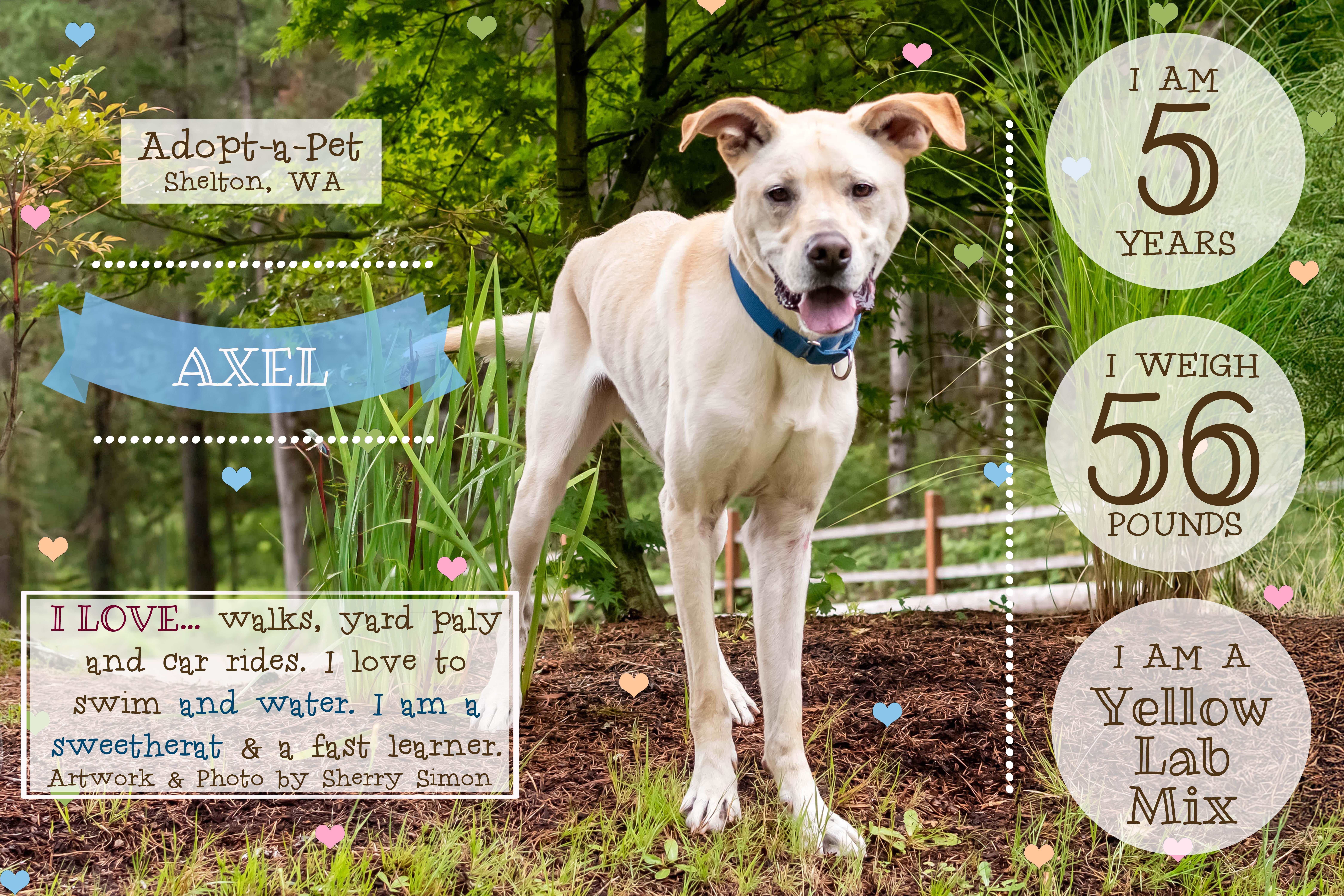 Enlarge AXEL, a Adoptable mixed breed in Shelton, WA image 2/6