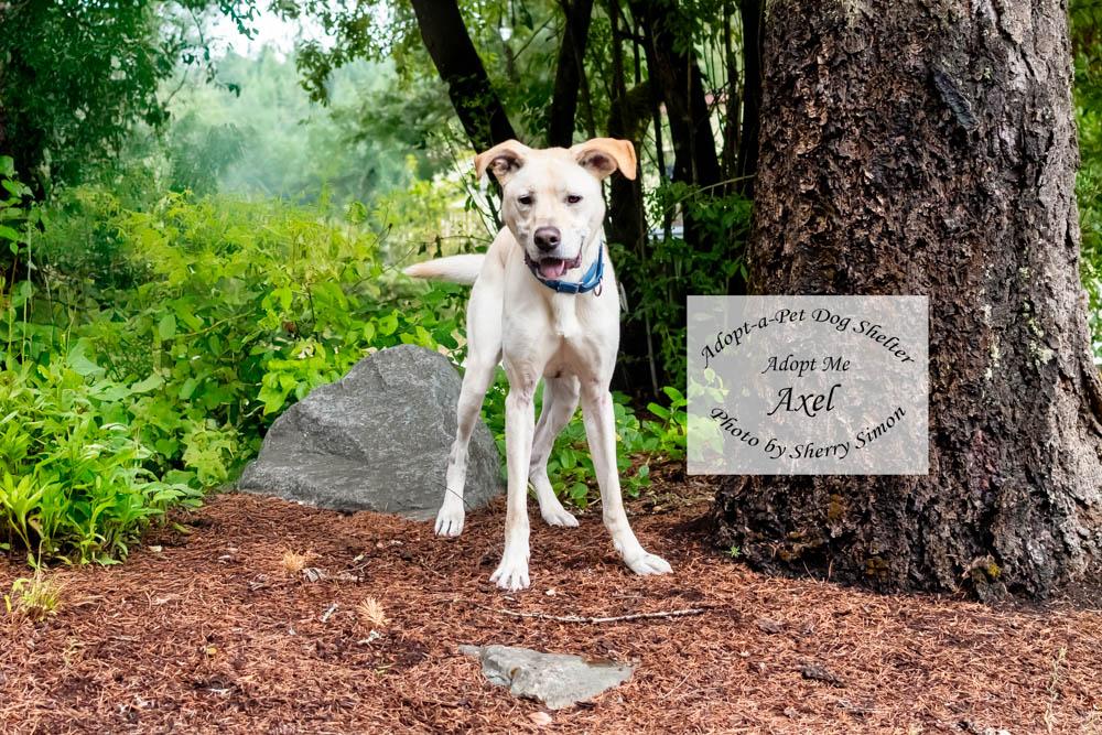 Enlarge AXEL, a Adoptable mixed breed in Shelton, WA image 6/6