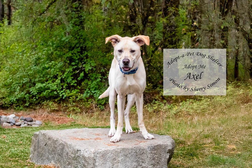 Enlarge AXEL, a Adoptable mixed breed in Shelton, WA image 4/6