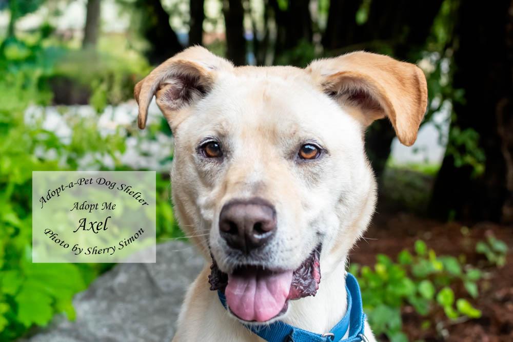 Enlarge AXEL, a Adoptable mixed breed in Shelton, WA image 1/6