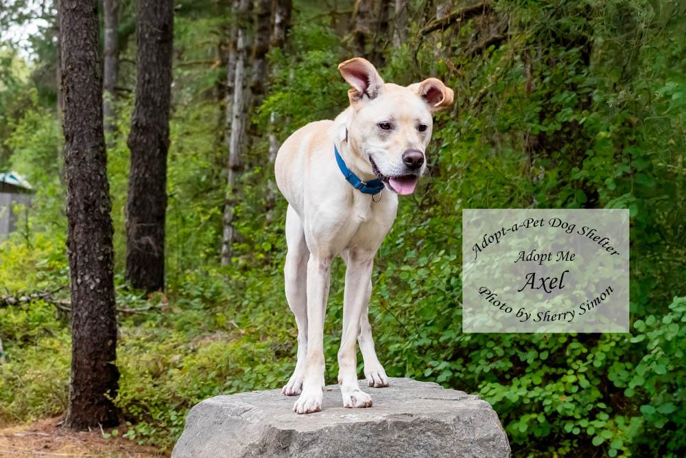 Enlarge AXEL, a Adoptable mixed breed in Shelton, WA image 5/6