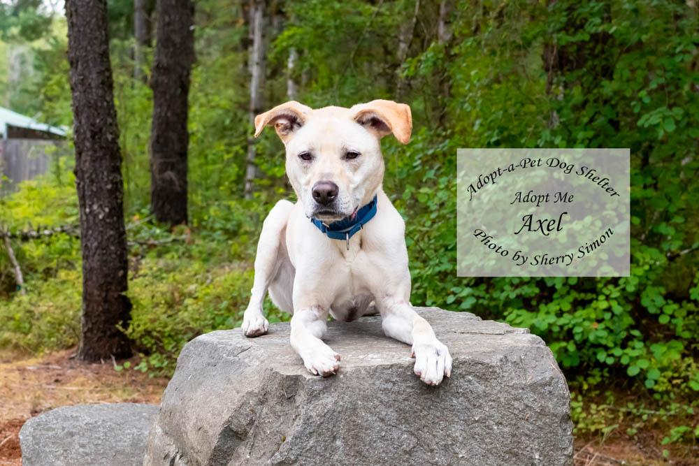 Enlarge AXEL, a Adoptable mixed breed in Shelton, WA image 3/6