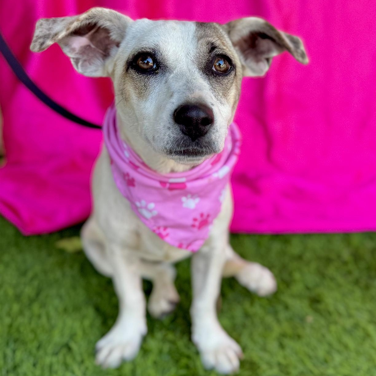 Enlarge TILLY, a Adoptable mixed breed in Rowland Heights, CA image 3/6