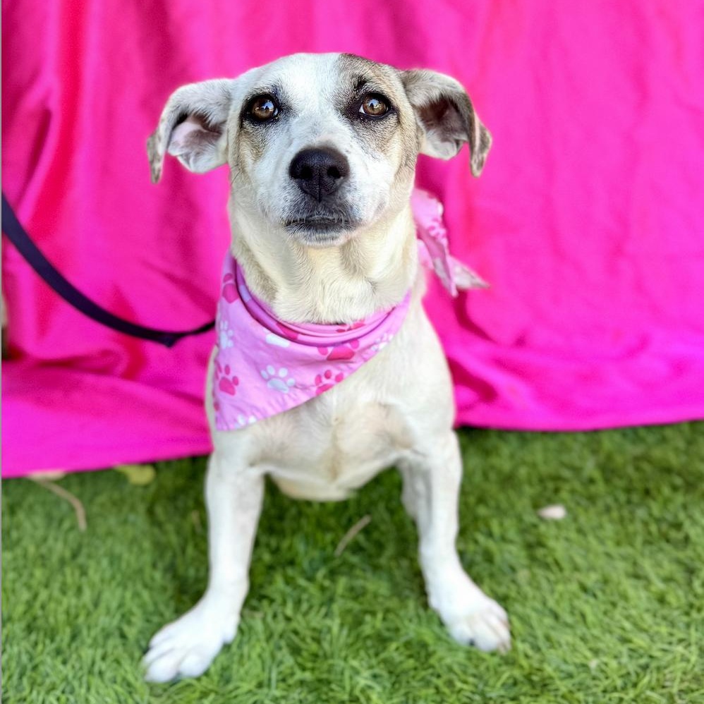 Enlarge TILLY, a Adoptable mixed breed in Rowland Heights, CA image 6/6