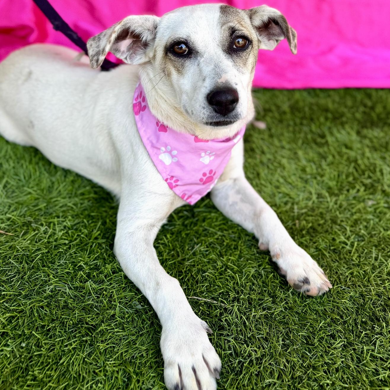 Enlarge TILLY, a Adoptable mixed breed in Rowland Heights, CA image 2/6