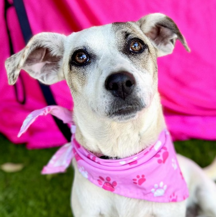 TILLY, Adoptable, Puppy Female Jack Russell Terrier.
